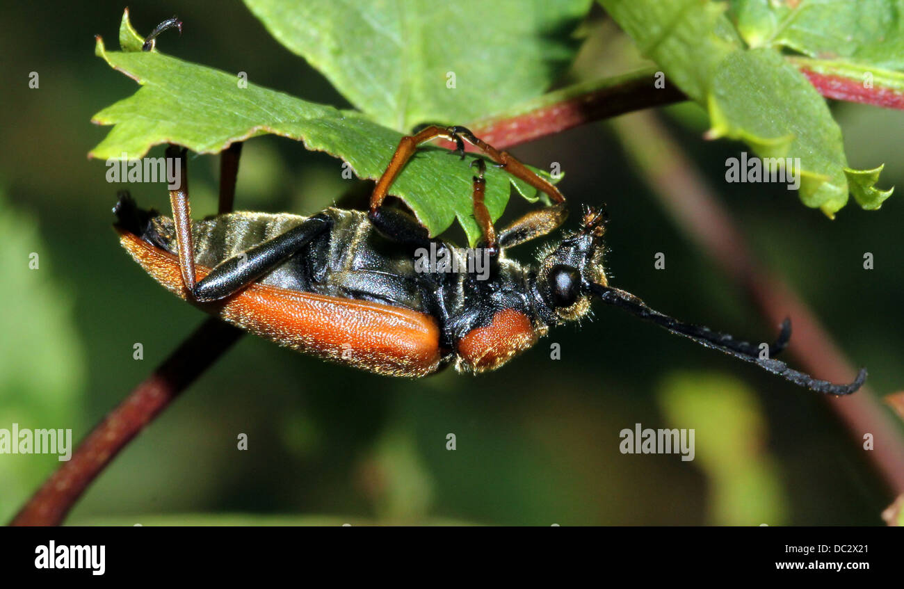 Close-up della femmina rosso Longhorn Beetle (Corymbia rubra) Foto Stock