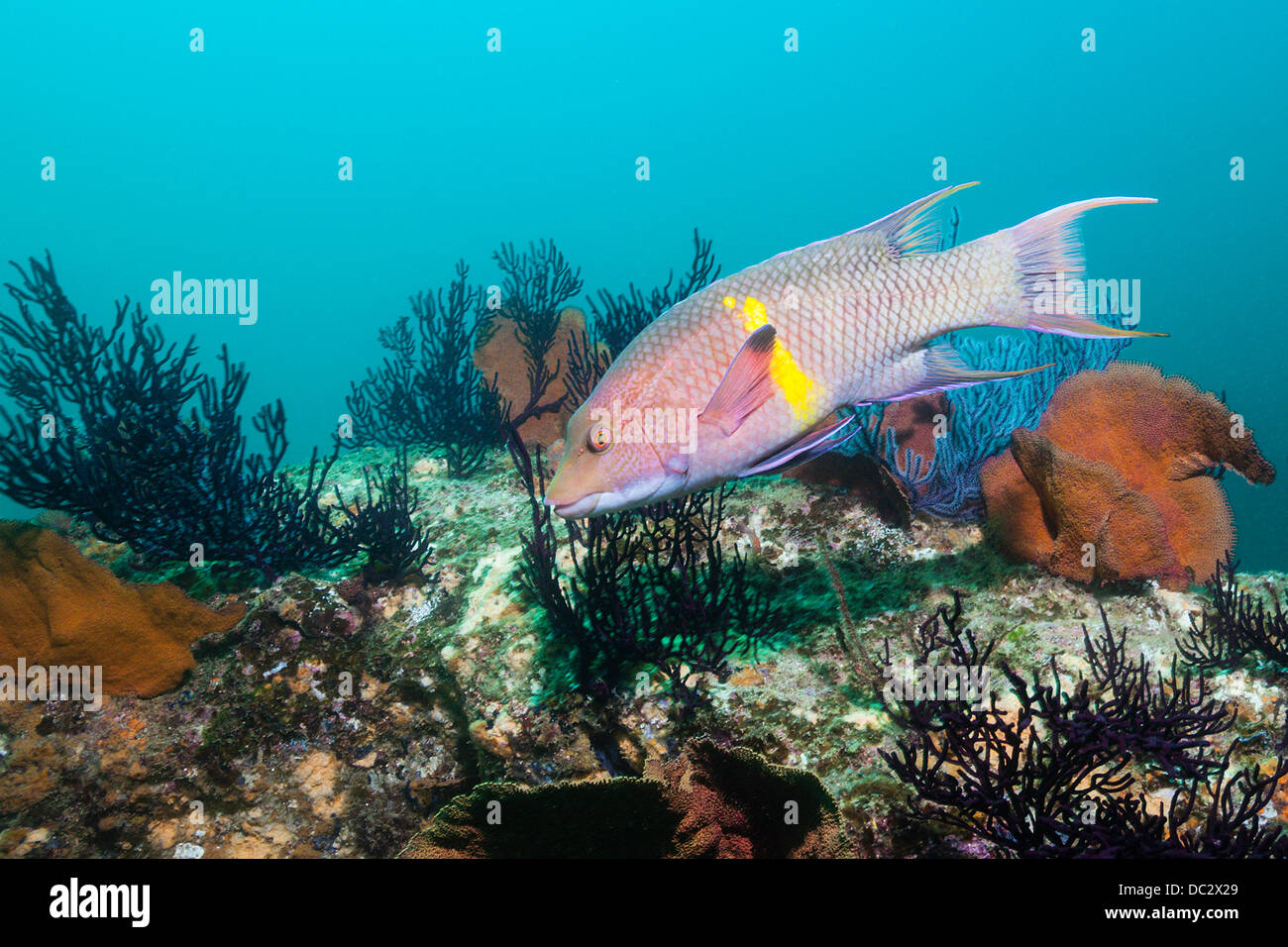 Hogfish messicano, Bodianus diplotaenia, Cabo Pulmo il Parco Marino Nazionale, Baja California Sur, Messico Foto Stock