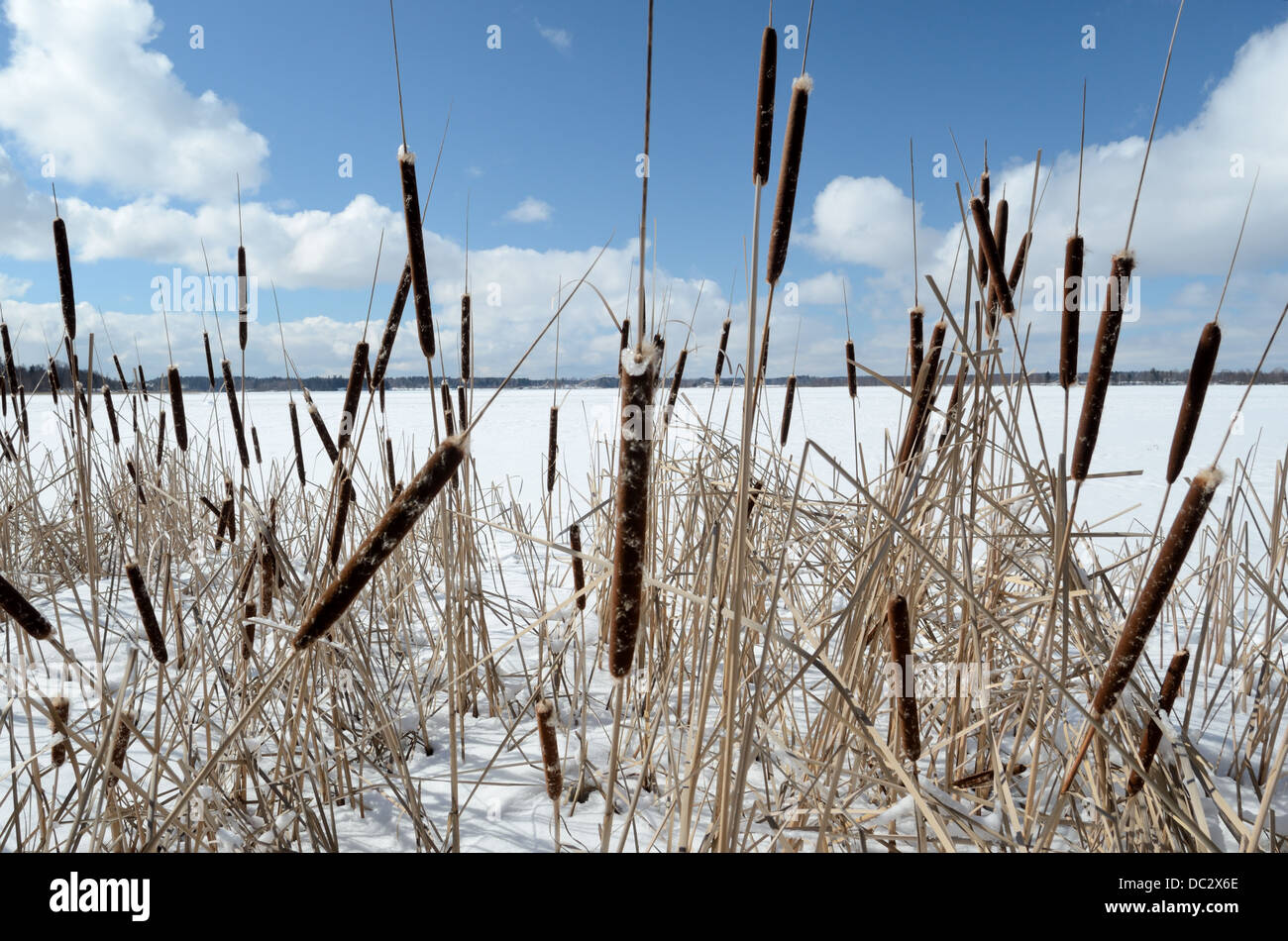 Reed sulla coperta di neve sul lago paesaggio invernale, le nuvole nel cielo blu Foto Stock