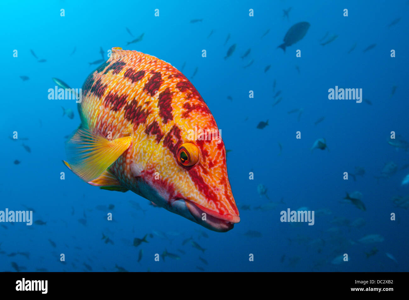 Hogfish messicano, Bodianus diplotaenia, Socorro, Revillagigedo Islands, Messico Foto Stock