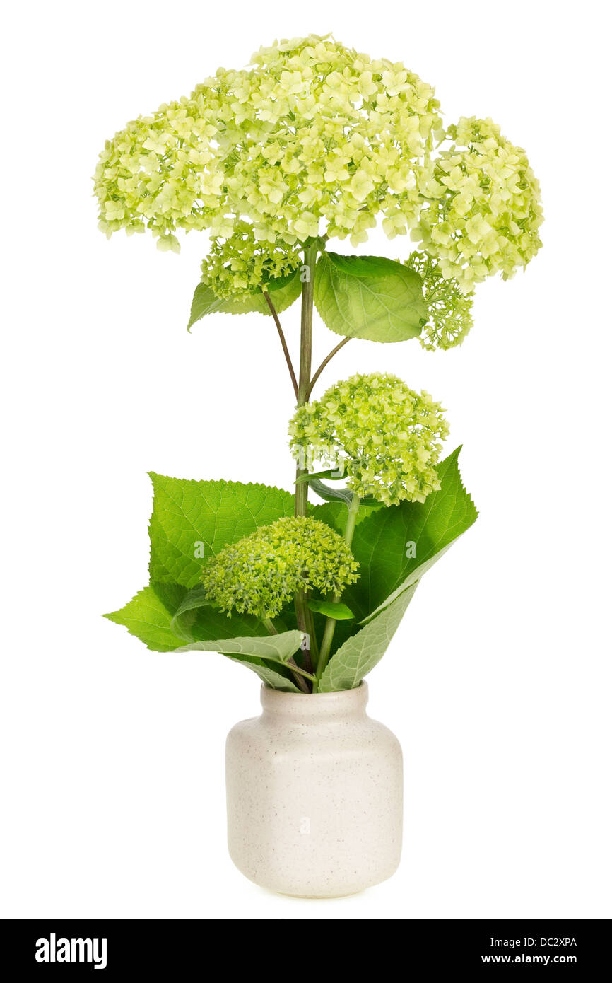 Verde fiore in pentola di creta concetto minimalista isolato Foto Stock