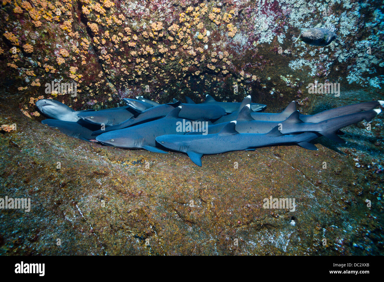 Whitetip Reef Shark in appoggio in grotta, Triaenodon obesus, Roca Partida, Revillagigedo Islands, Messico Foto Stock