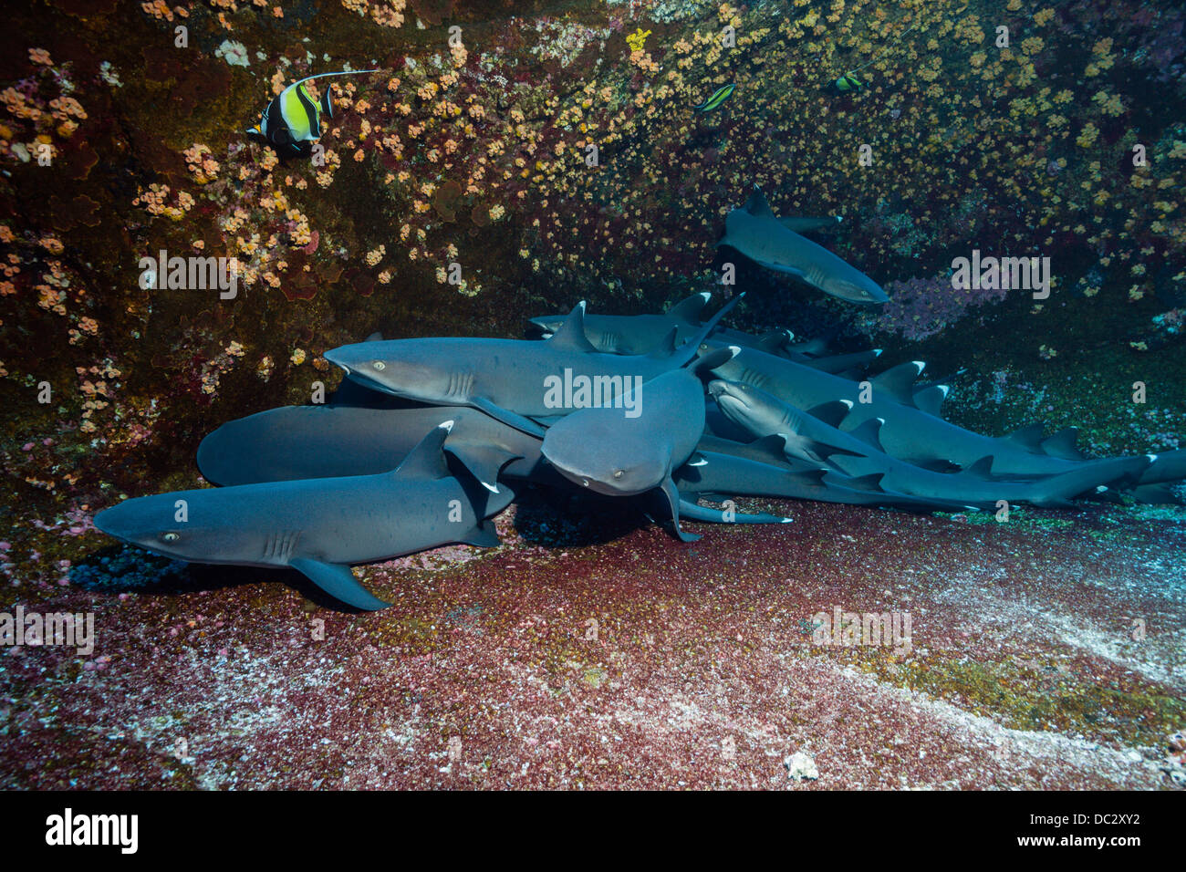 Whitetip Reef Shark in appoggio in grotta, Triaenodon obesus, Roca Partida, Revillagigedo Islands, Messico Foto Stock
