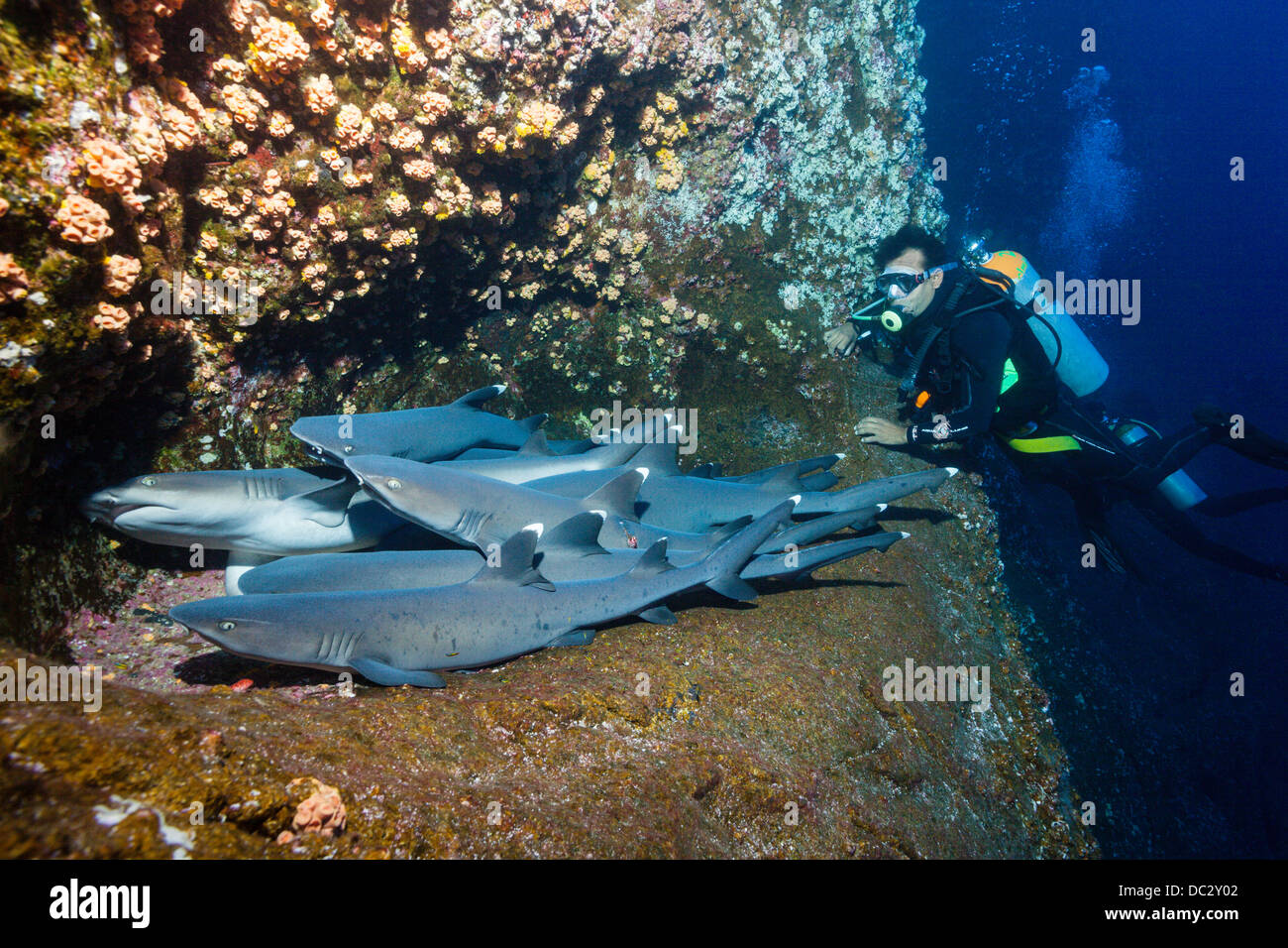 Whitetip Reef Shark in appoggio in grotta, Triaenodon obesus, Roca Partida, Revillagigedo Islands, Messico Foto Stock