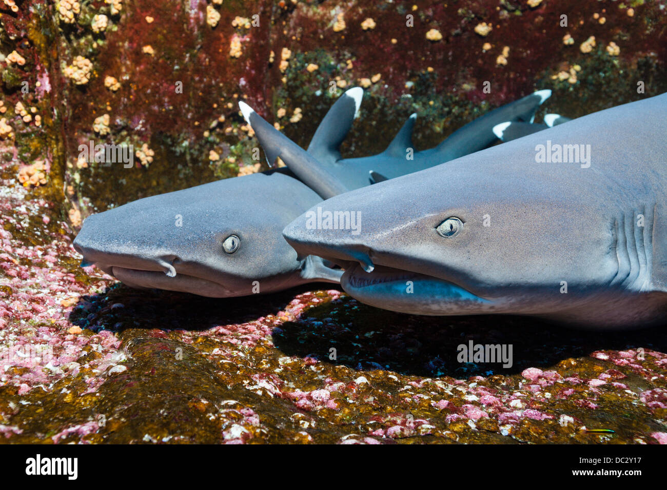 Whitetip Reef Shark in appoggio in grotta, Triaenodon obesus, Roca Partida, Revillagigedo Islands, Messico Foto Stock