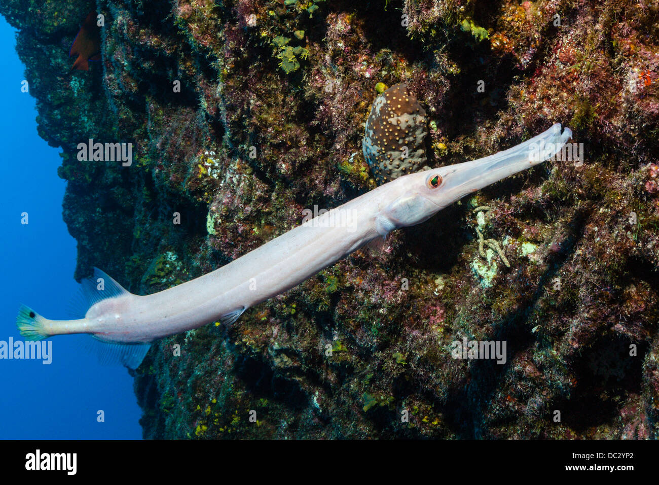 Trumpetfish, Aulostomus chinensis Socorro, Revillagigedo Islands, Messico Foto Stock