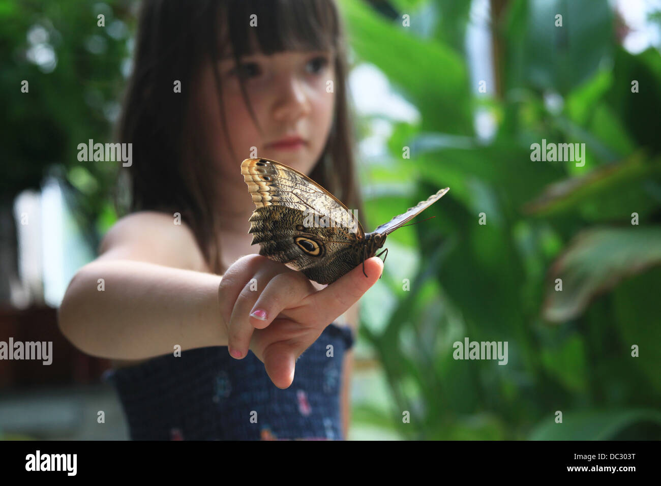 Una giovane ragazza con un enorme di farfalle tropicali (Morpho peleides) appollaiate sul suo dito. Casa delle farfalle, Lipsia, Germania. Foto Stock