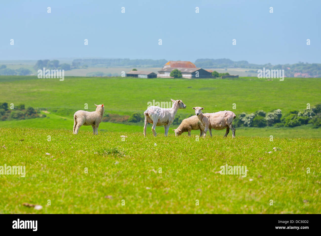 Pecore. East Sussex, Regno Unito Foto Stock