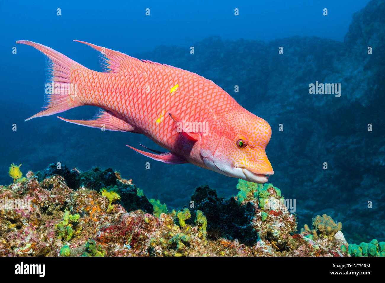 Hogfish messicano, Bodianus diplotaenia, Socorro, Revillagigedo Islands, Messico Foto Stock