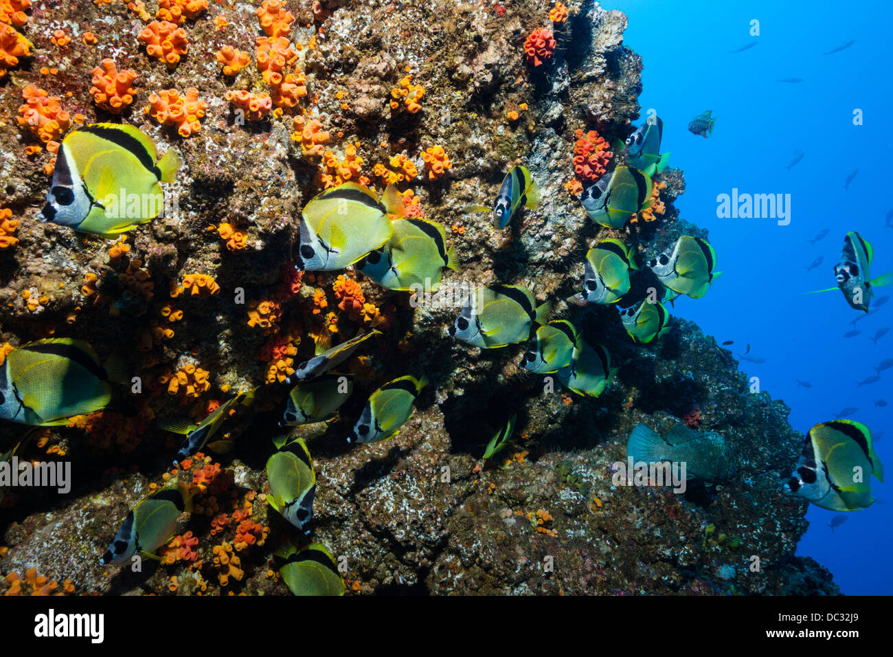 Secca di Barberfish, Johnrandallia nigrirostris, Socorro, Revillagigedo Islands, Messico Foto Stock