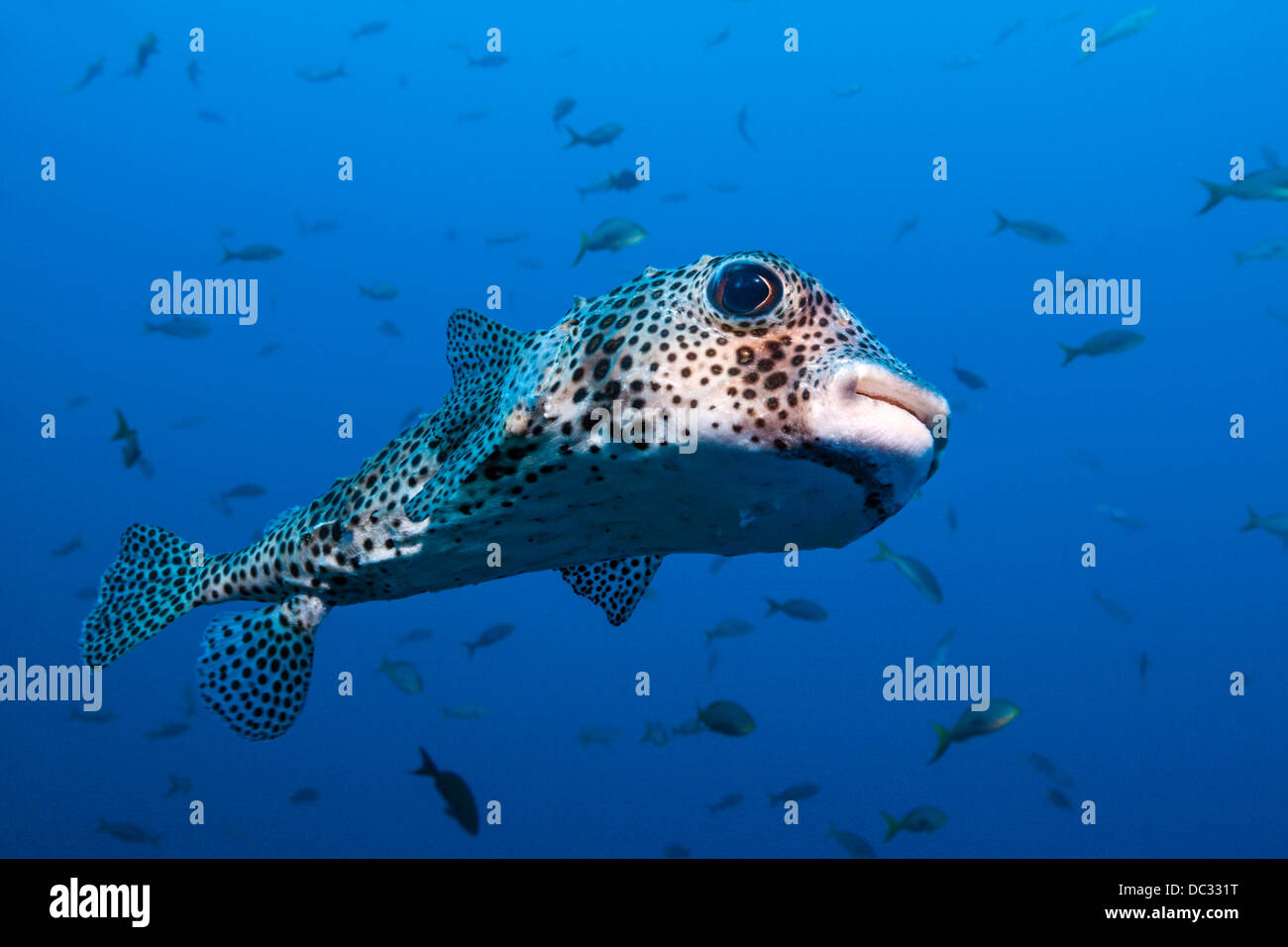 Common Porcupinefish, Diodon hystrix, Socorro, Revillagigedo Islands, Messico Foto Stock