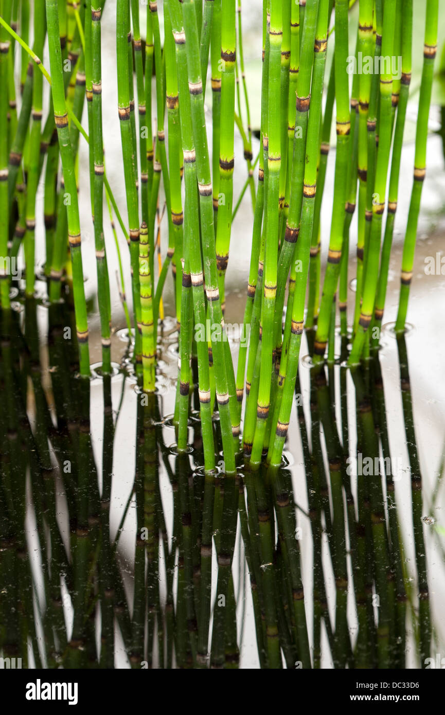 Equisetum hyemale pianta acquatica che cresce in acqua Foto Stock