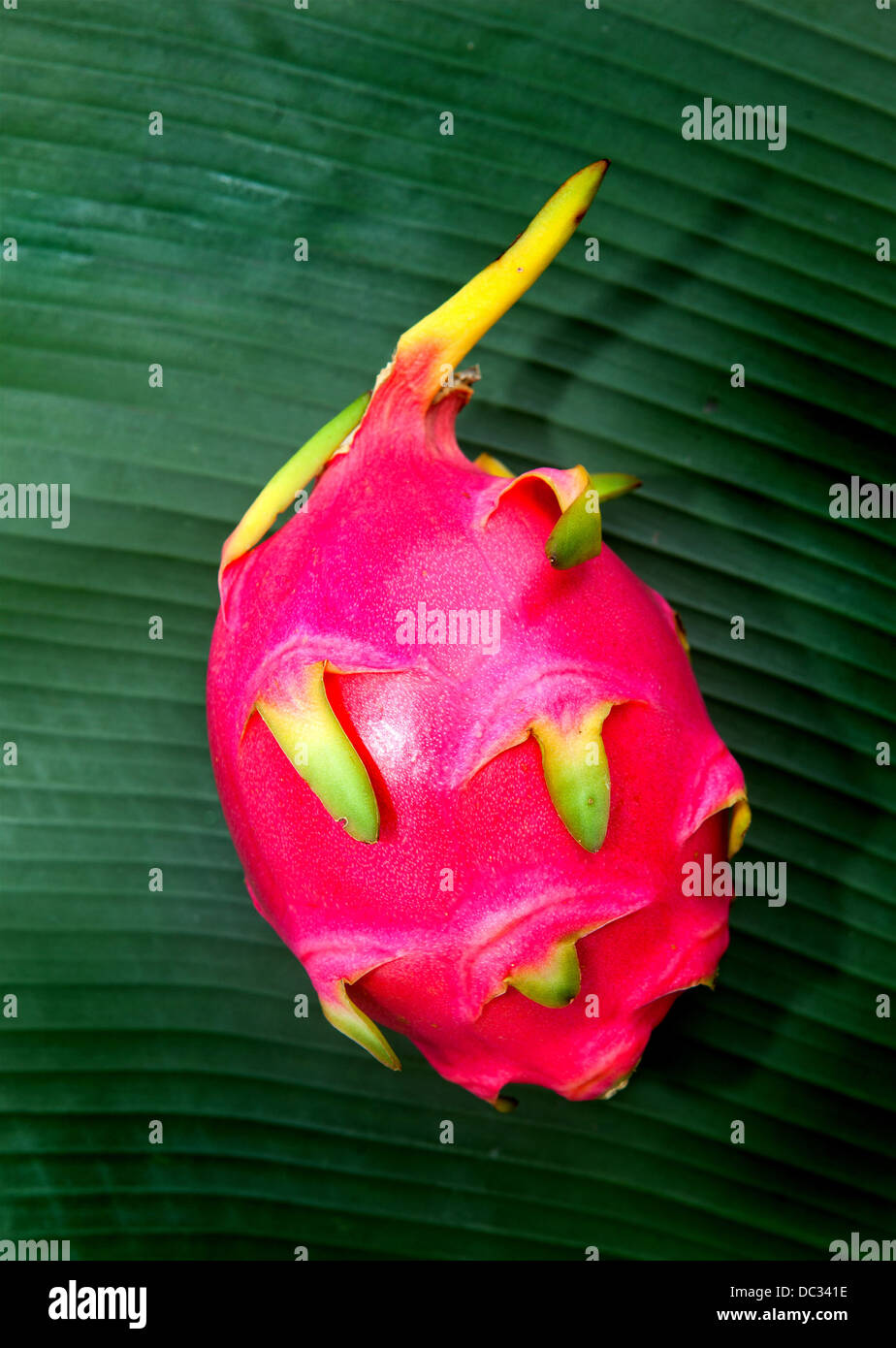 Pitaya o frutto del drago. Foto Stock