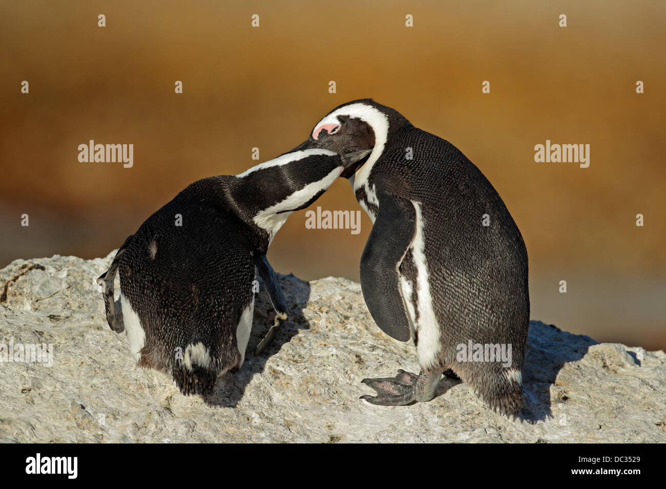 Coppia di pinguini africani (Spheniscus demersus), Western Cape, Sud Africa Foto Stock