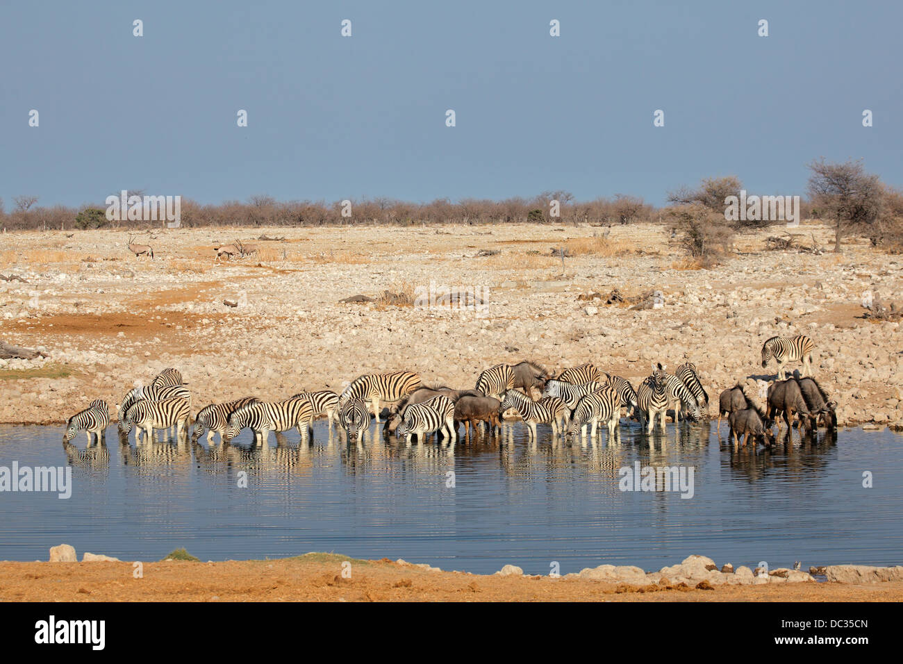 Le pianure zebre e GNU blu riunione ad un Waterhole, il Parco Nazionale di Etosha, Namibia Foto Stock