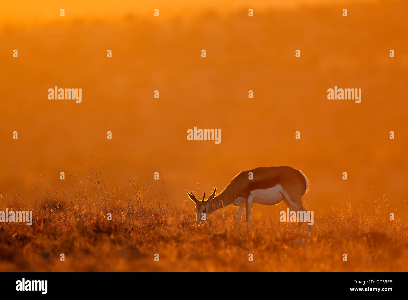 Springbok antilope (Antidorcas marsupialis) nella prateria di sunrise, Sud Africa Foto Stock