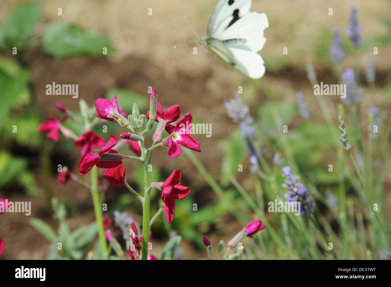 Large White butterfly flying al di sopra di rosa fiori di stock. Foto Stock