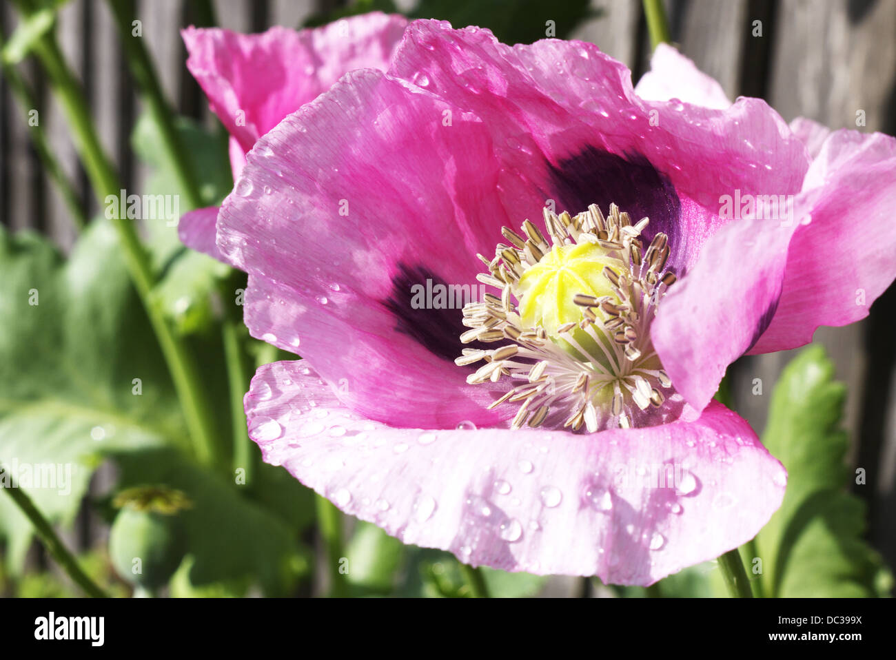 Il papavero ha manged per mantenere è petali dopo heavy rain. Foto Stock