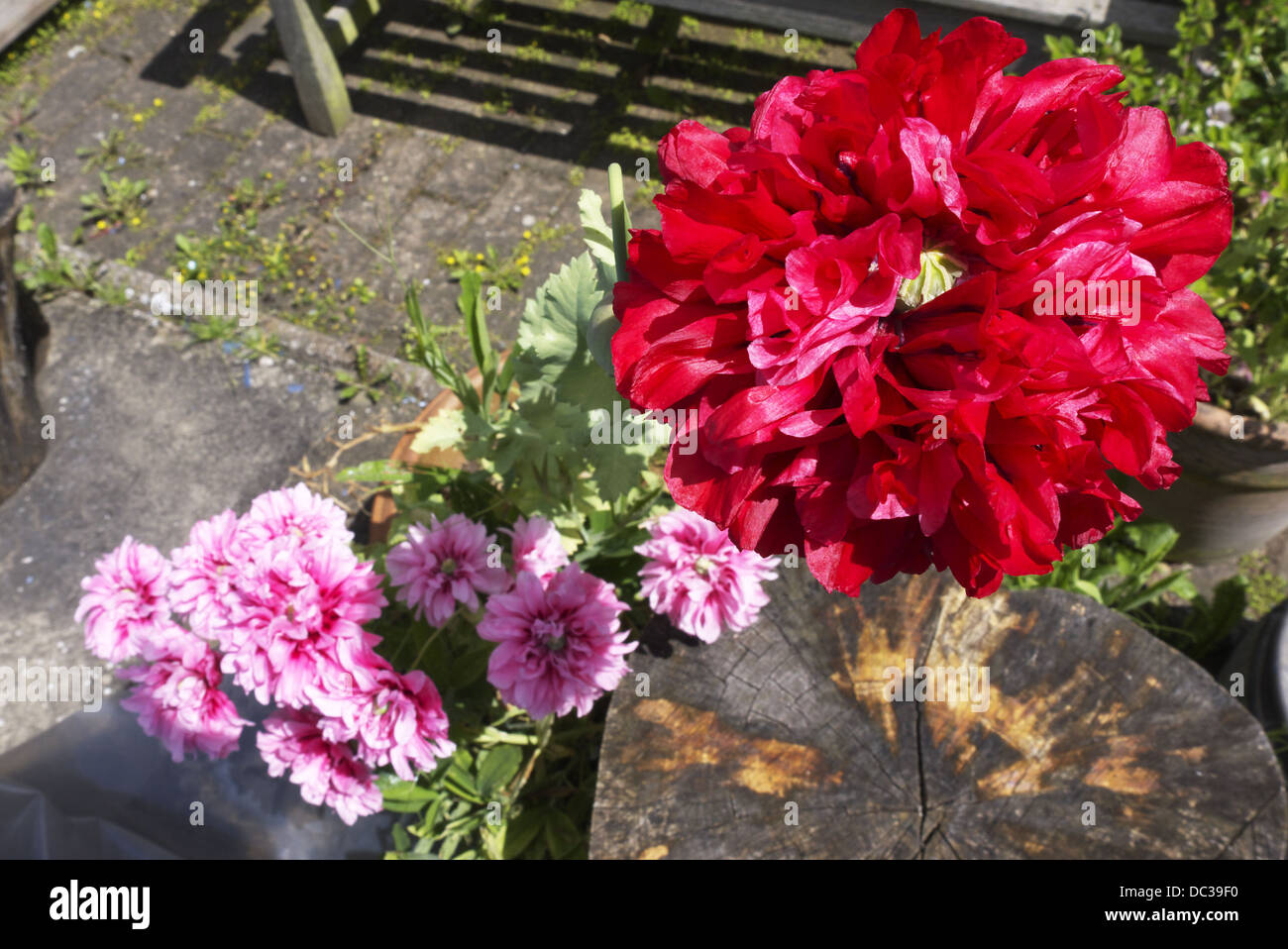 Un giardino cottage scena per un grande papavero. Foto Stock