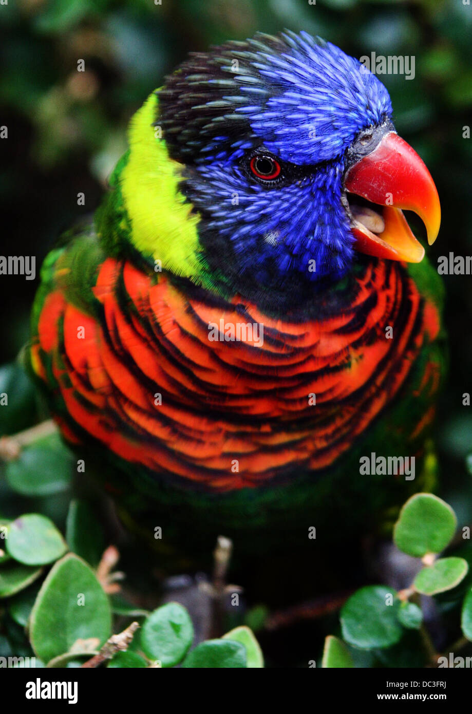 Rainbow Lorikeet BIRD Foto Stock