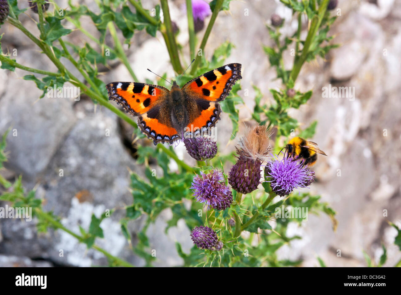 Nei pressi di Wetton, Parco Nazionale di Peak District, UK. 07 Ago, 2013. Piccola tartaruga a farfalla e bee alimentazione su cardi al sole, vicino Wetton, Parco Nazionale di Peak District, UK Credit: John Bentley/Alamy Live News Foto Stock