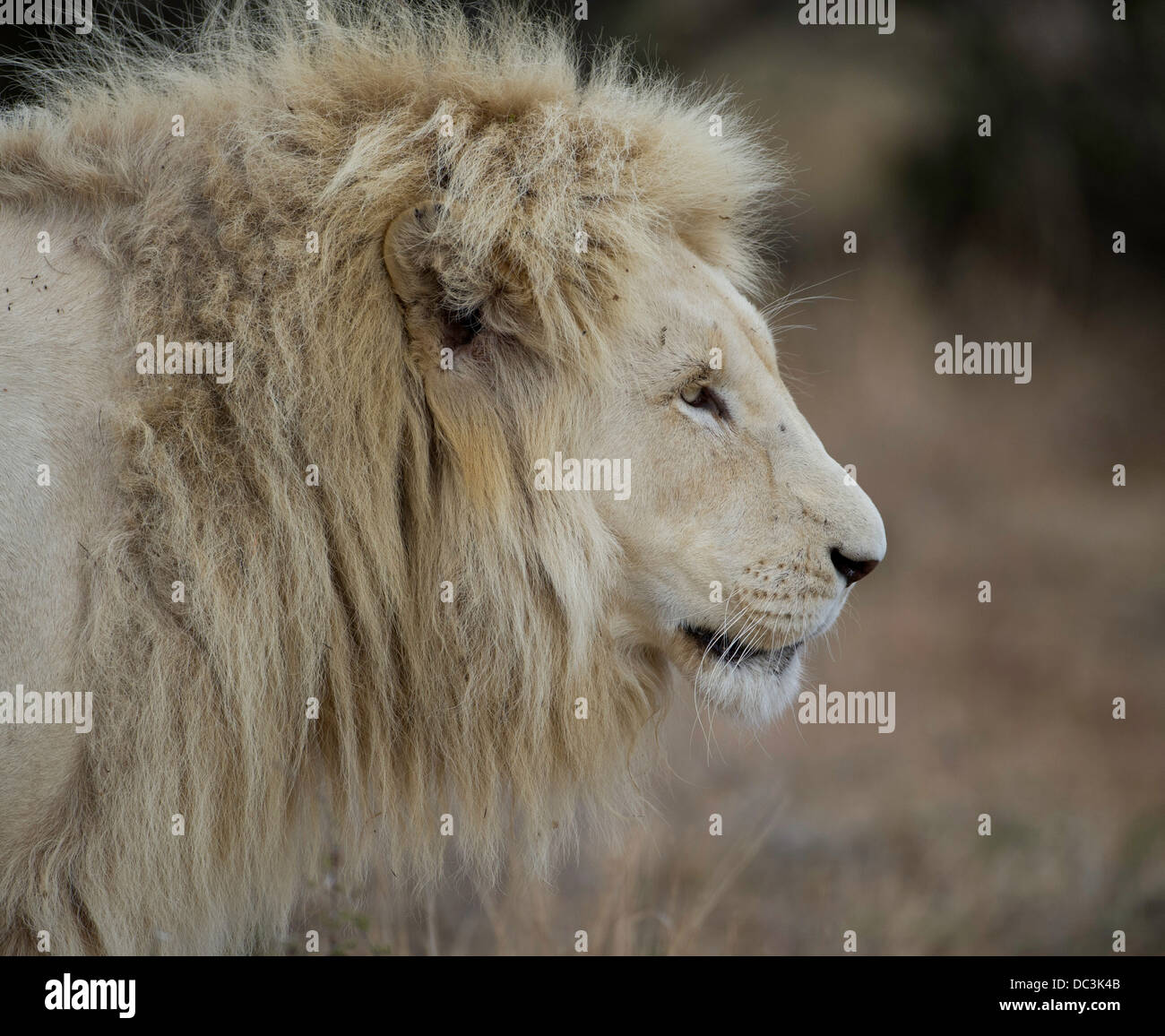 Maschio bianco lion dal timbavati, ritratto Foto Stock
