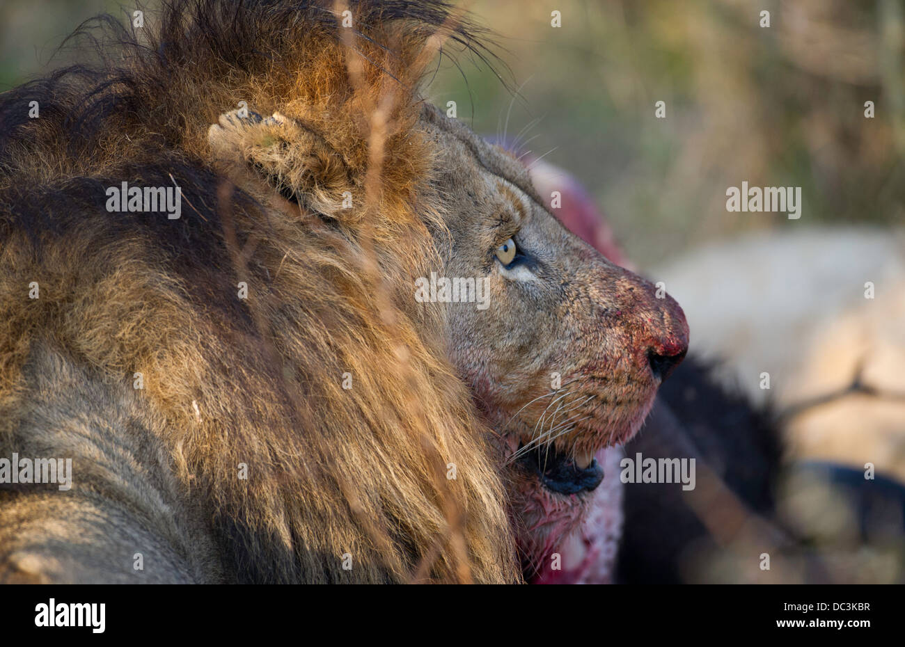 Maschio di leone mangiare su un kill, ritratto Foto Stock