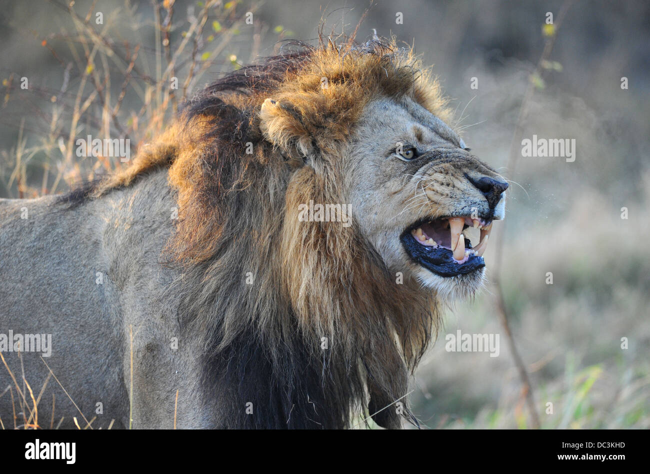 Lion yawling maschio in mattina presto, ritratto Foto Stock