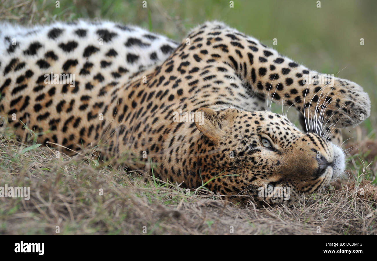 African leopard stare sdraiato sulla schiena Foto Stock