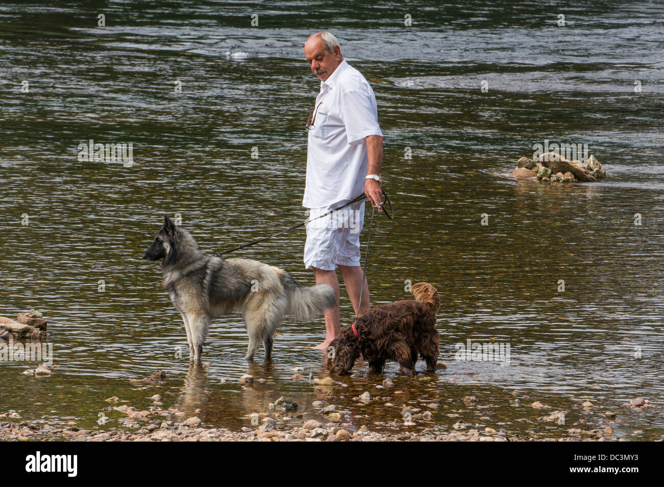 Vecchio / anziani / senior uomo con due cani in acque poco profonde del fiume in Limeuil, dove la Dordogne e Vézère fiumi si incontrano, nel sud-ovest della Francia. Foto Stock