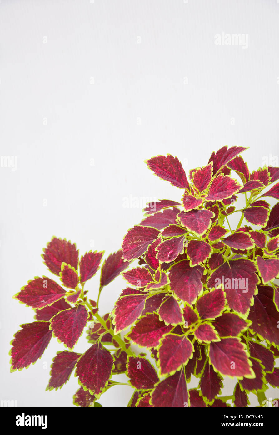 Dipinto di foglia di ortica su sfondo bianco Foto Stock