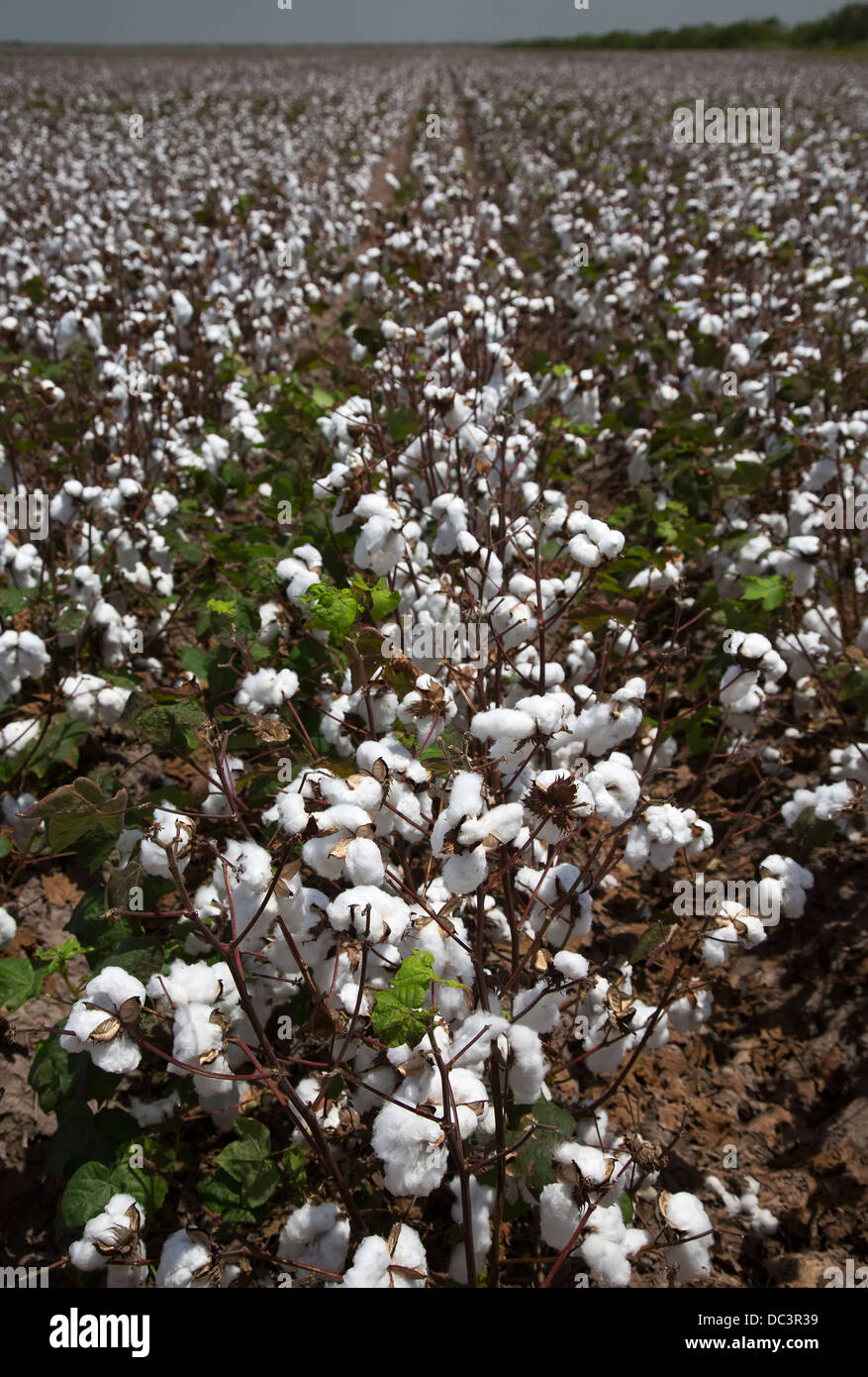 La coltivazione del cotone in Rio Grande Valle del Texas Foto stock - Alamy