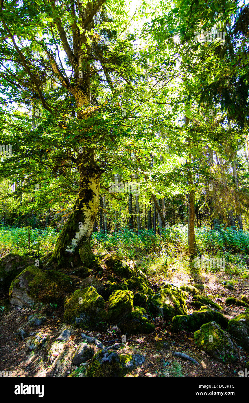 Sunbeam attraverso un albero - sun blast passando attraverso dense foglie, in un vecchio, la foresta vergine a Tinovul Mohos Foto Stock