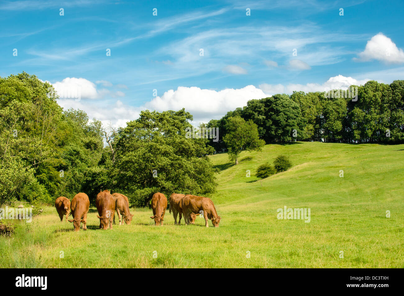 Mucche al pascolo nel prato estivo con lussureggianti prati Foto Stock