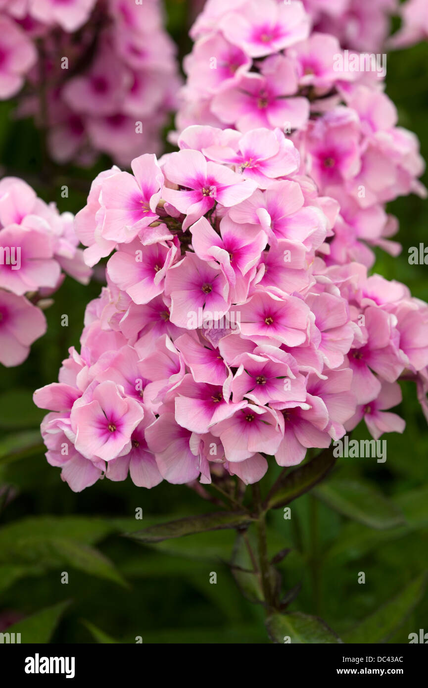 Phlox paniculata 'Bright Eyes' Foto Stock