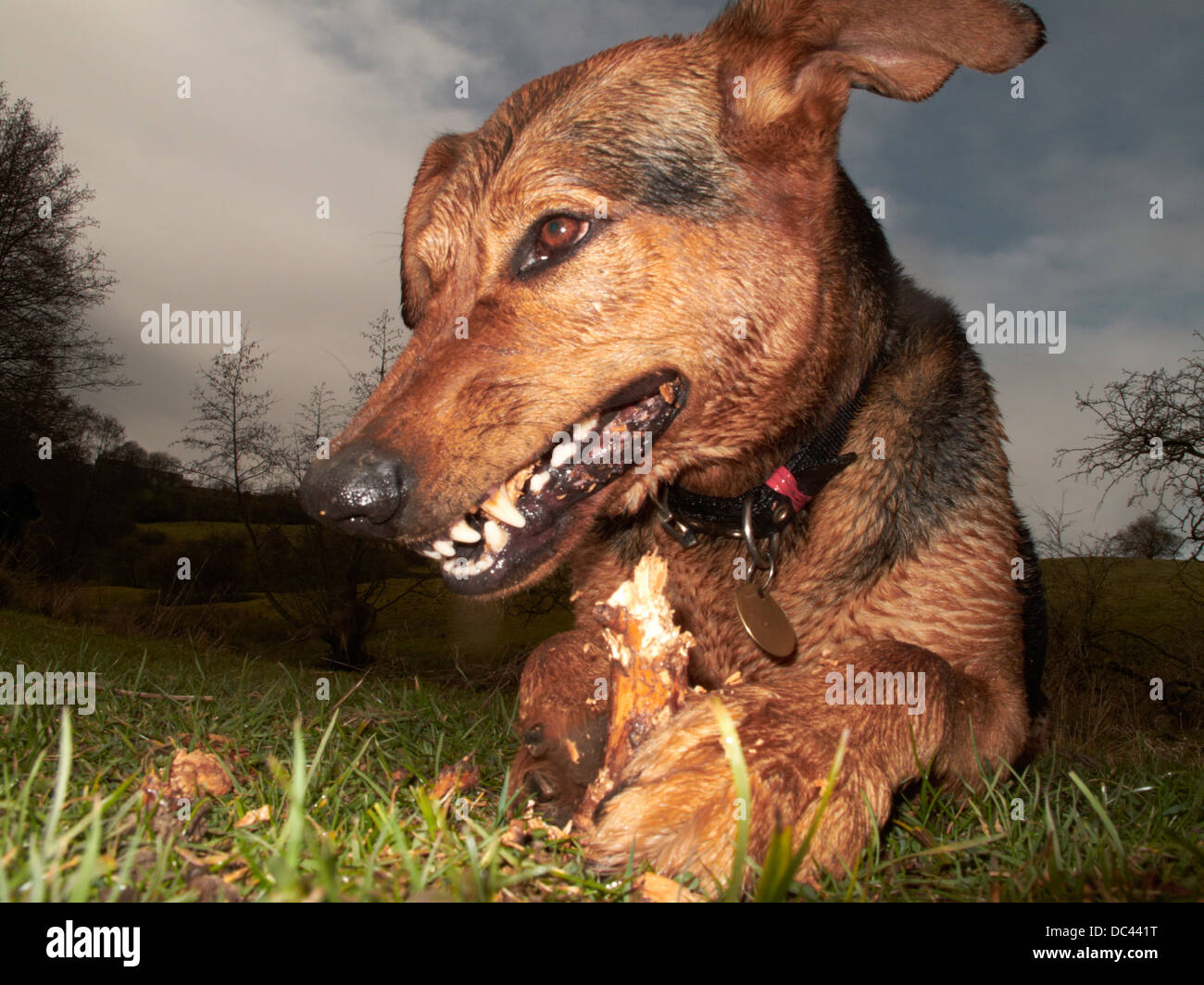 Close up ritratto di un cane di masticare un bastone Foto Stock
