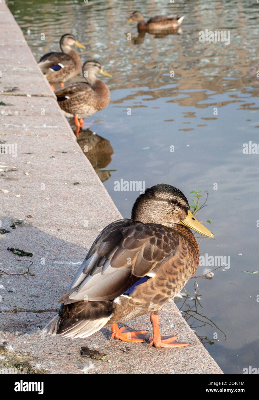 Un anatra riposa in un stagno di Mosca Foto Stock