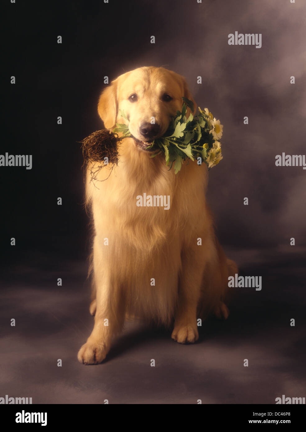Carino cane cattivo Foto Stock