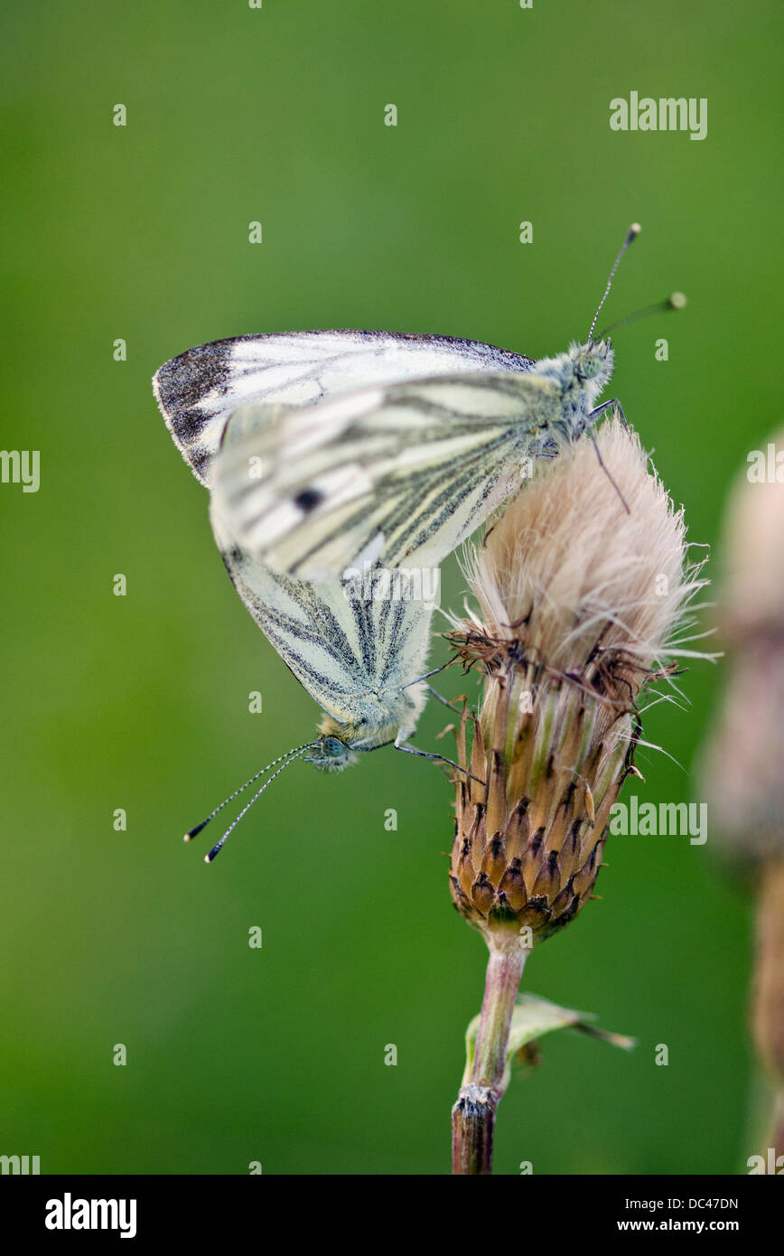 Verde bianco venato farfalle coniugata Foto Stock