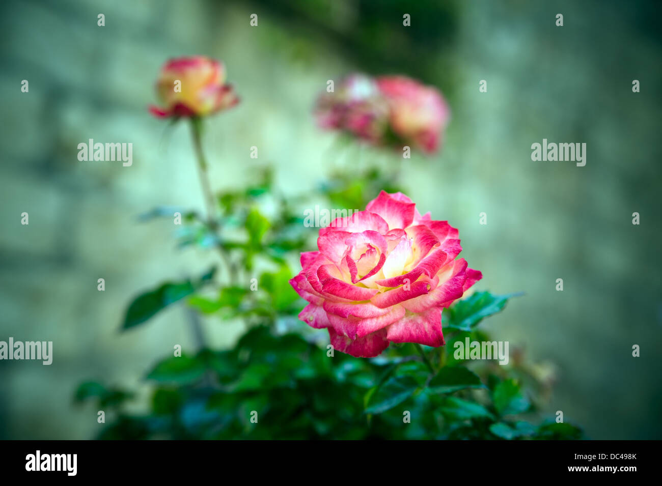 Rosso e giallo i garofani che cresce in giardino Foto Stock