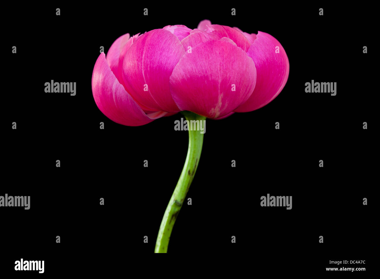 Peonie rosa Foto Stock