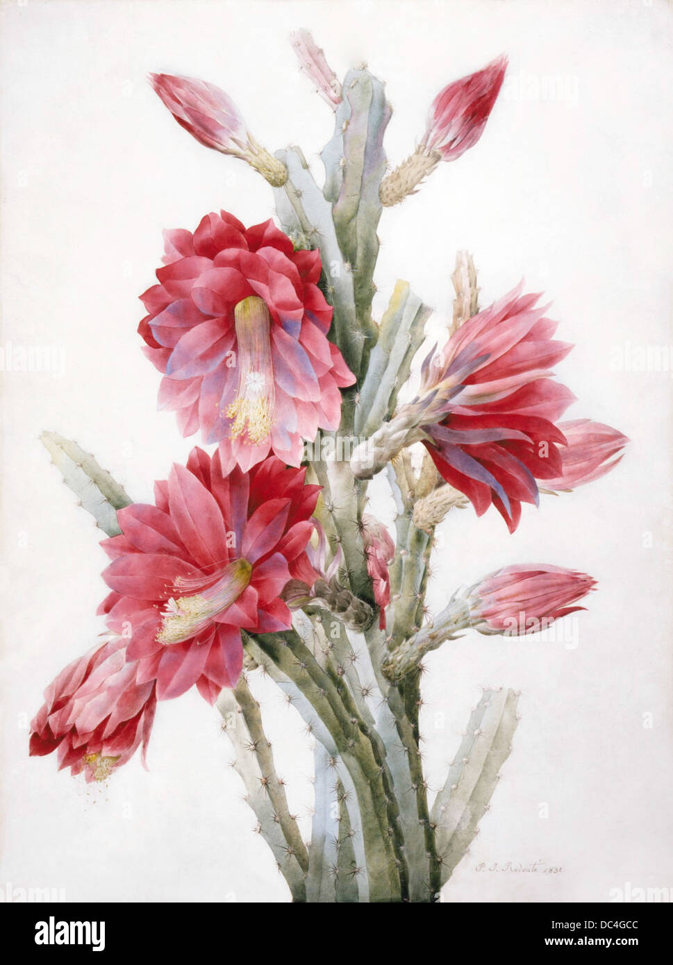 Questa illustrazione di un cactus fiorito, Heliocereus Speciosus, mette in evidenza gli intricati dettagli della struttura della pianta e della sua bellezza naturale, mettendo in mostra l'arte botanica al suo meglio. Foto Stock