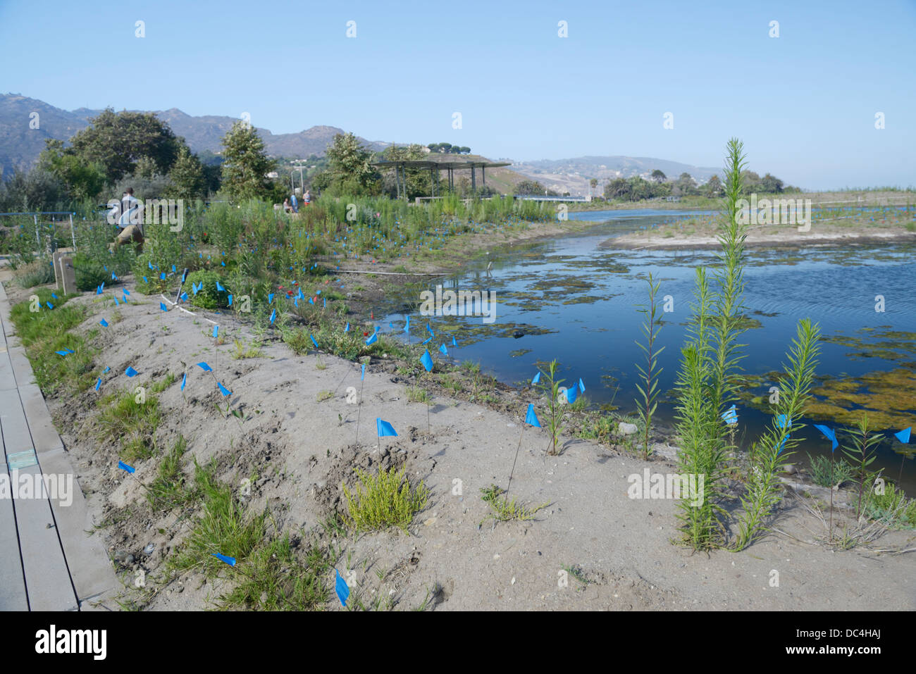 Malibu Lagoon progetto di restauro. Un multi-agenzia gruppo è al lavoro per migliorare l'estuario della salute ecologica (vedi descrizione) Foto Stock