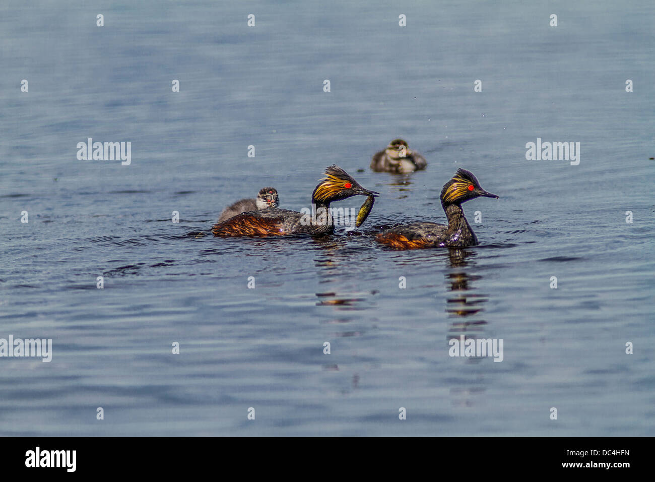 Eared svasso, (Podiceps nigricollis) di MOM, con pesce, alimentazione dei giovani anatroccolo, Lago di erbaccia, Alberta, Canada Foto Stock