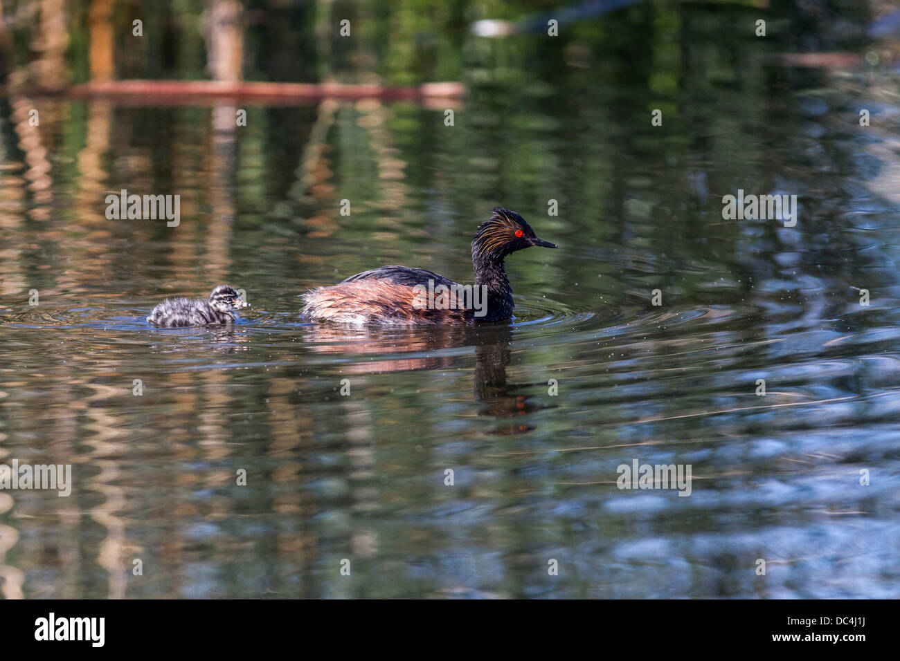 Eared svasso, (Podiceps nigricollis) Baby seguenti madre nuoto sull'acqua. Lago di erbaccia, Alberta, Canada Foto Stock