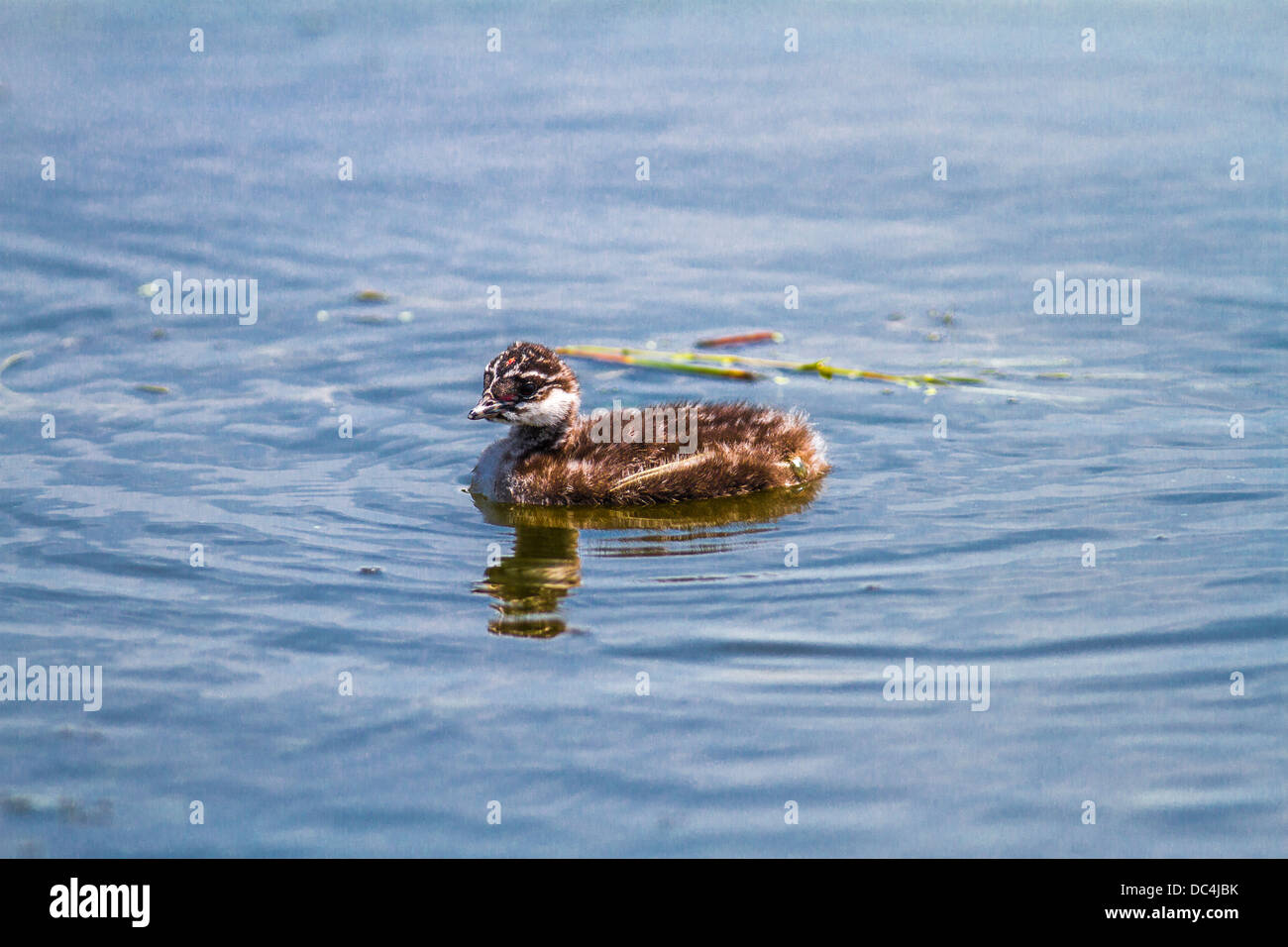 Eared svasso, (Podiceps nigricollis) Giovani uno e riflessione sull'acqua, Frank Lago, Alberta, Canada Foto Stock