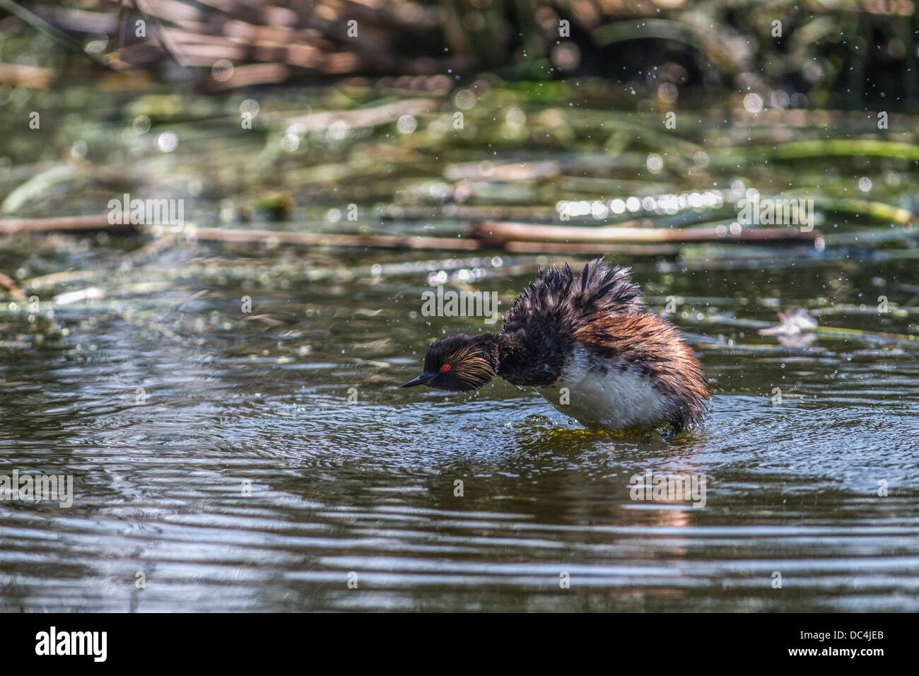 Eared svasso, (Podiceps nigricollis) di balneazione e la toelettatura del tempo. Frank Lago, Alberta, Canada Foto Stock