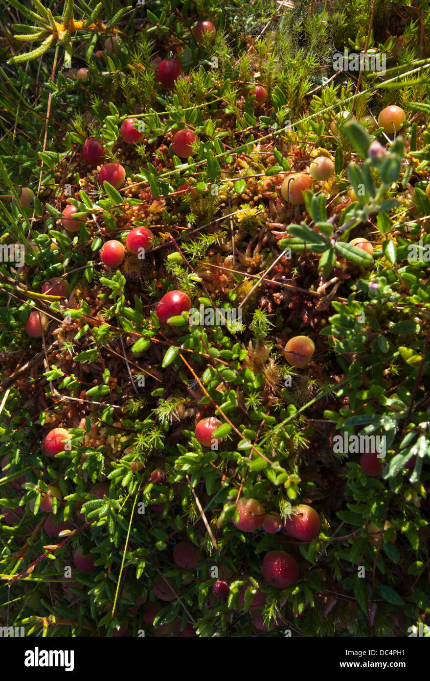 Mirtillo Rosso (Vaccinium oxycoccos) Bacche e steli Foto Stock