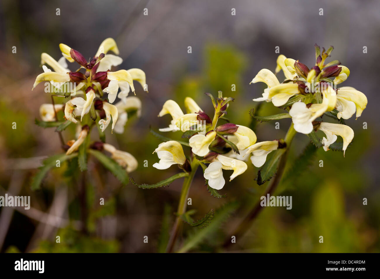 Lapponia Lousewort (Pedicularis lapponica) Fiori Foto Stock
