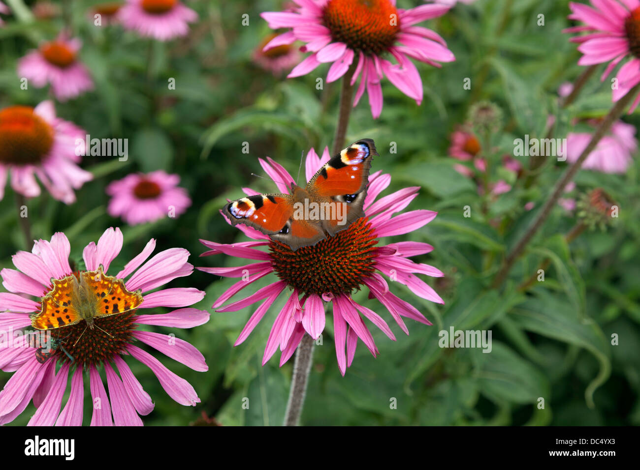 Coneflower Echinacea Rubinstern con Peacock e virgola farfalle Foto Stock
